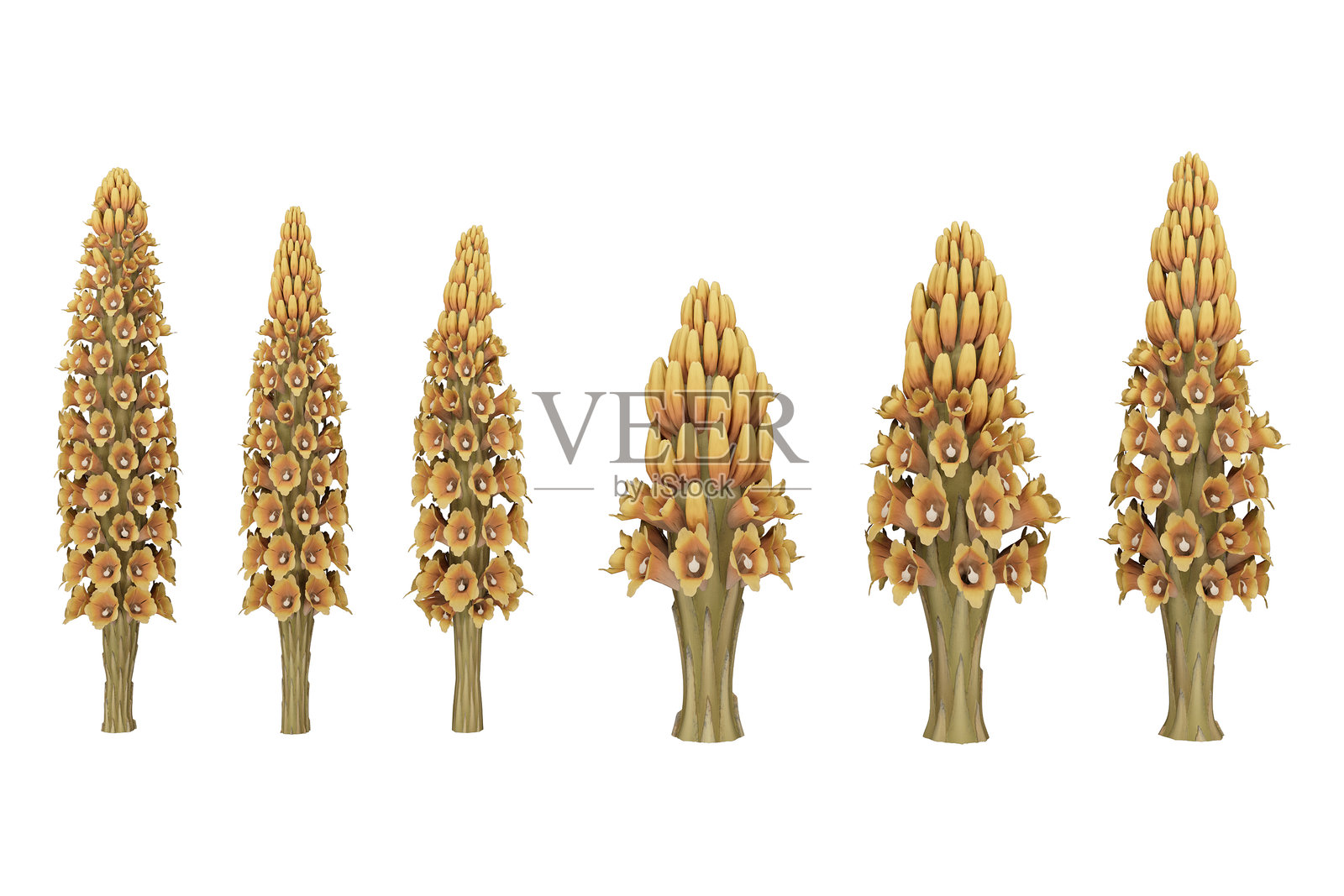 六根黄色和棕色的花茎。照片摄影图片