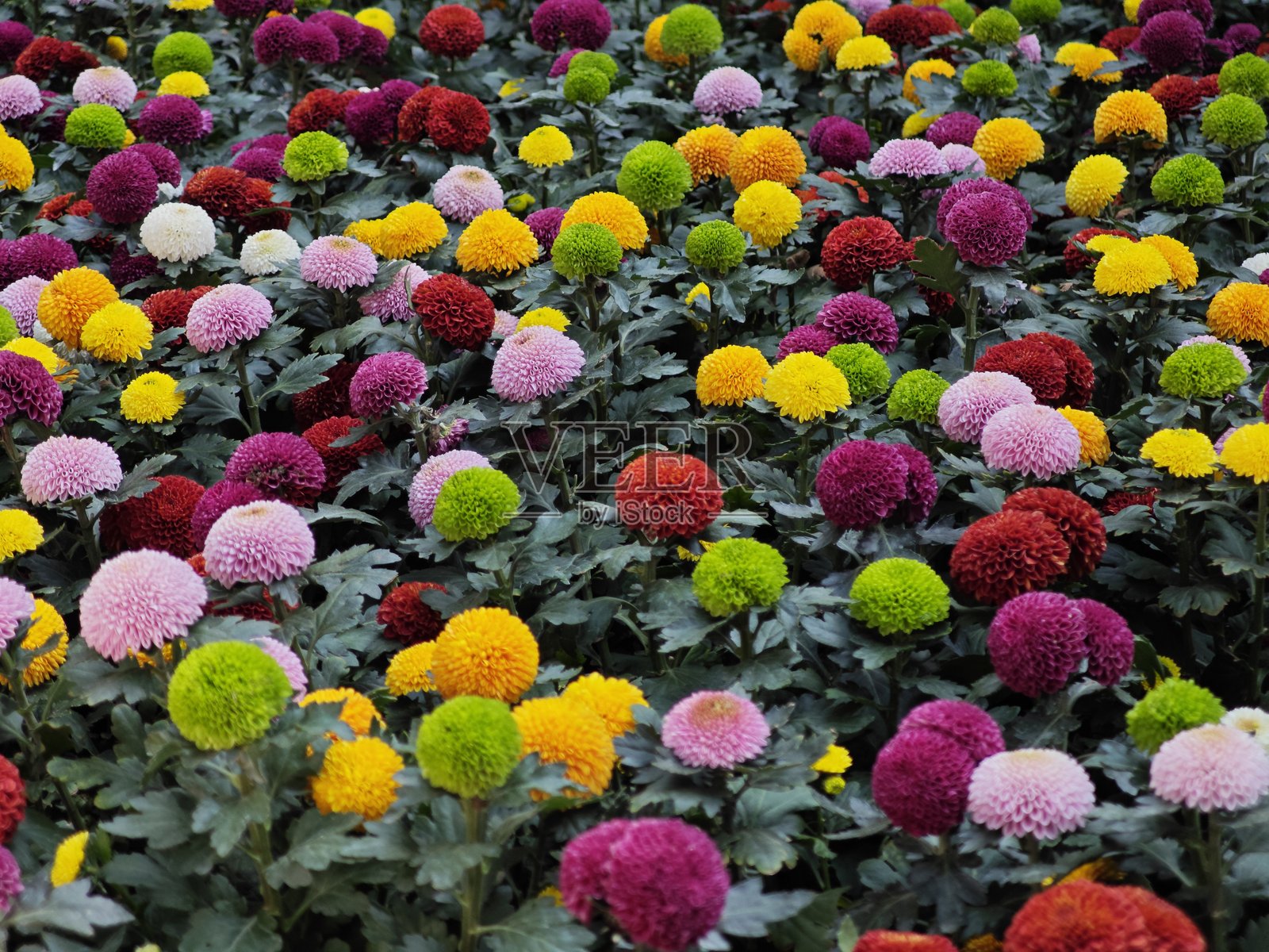 花园中五彩缤纷的乒乓花。照片摄影图片