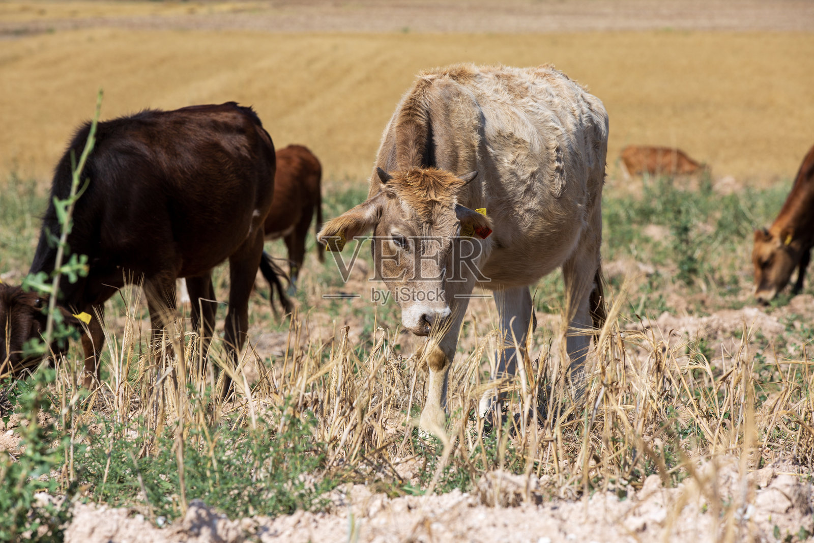 奶牛照片摄影图片