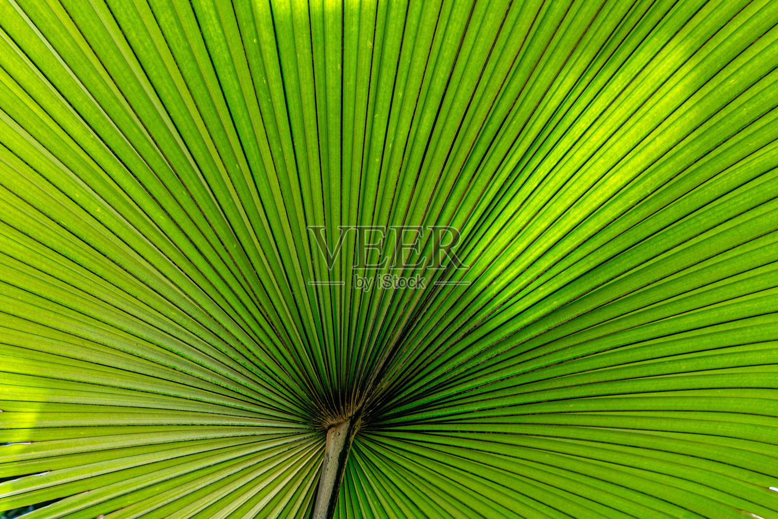 棕榈树叶在美丽光线下的背景照片摄影图片