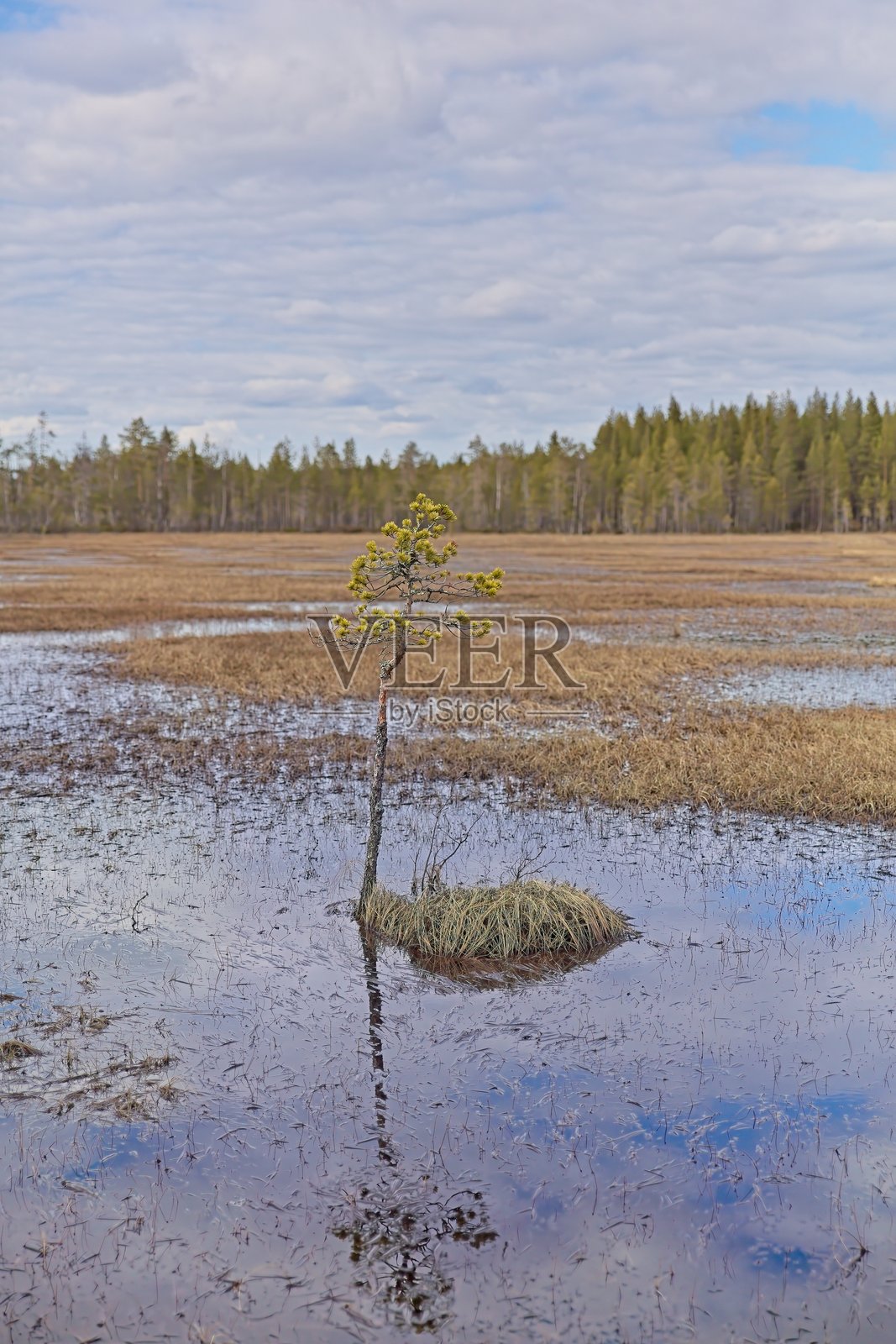 沼泽景观。照片摄影图片