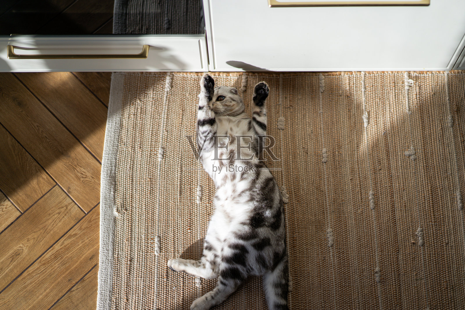 一只冷静、美丽的苏格兰折耳猫的肖像照片摄影图片