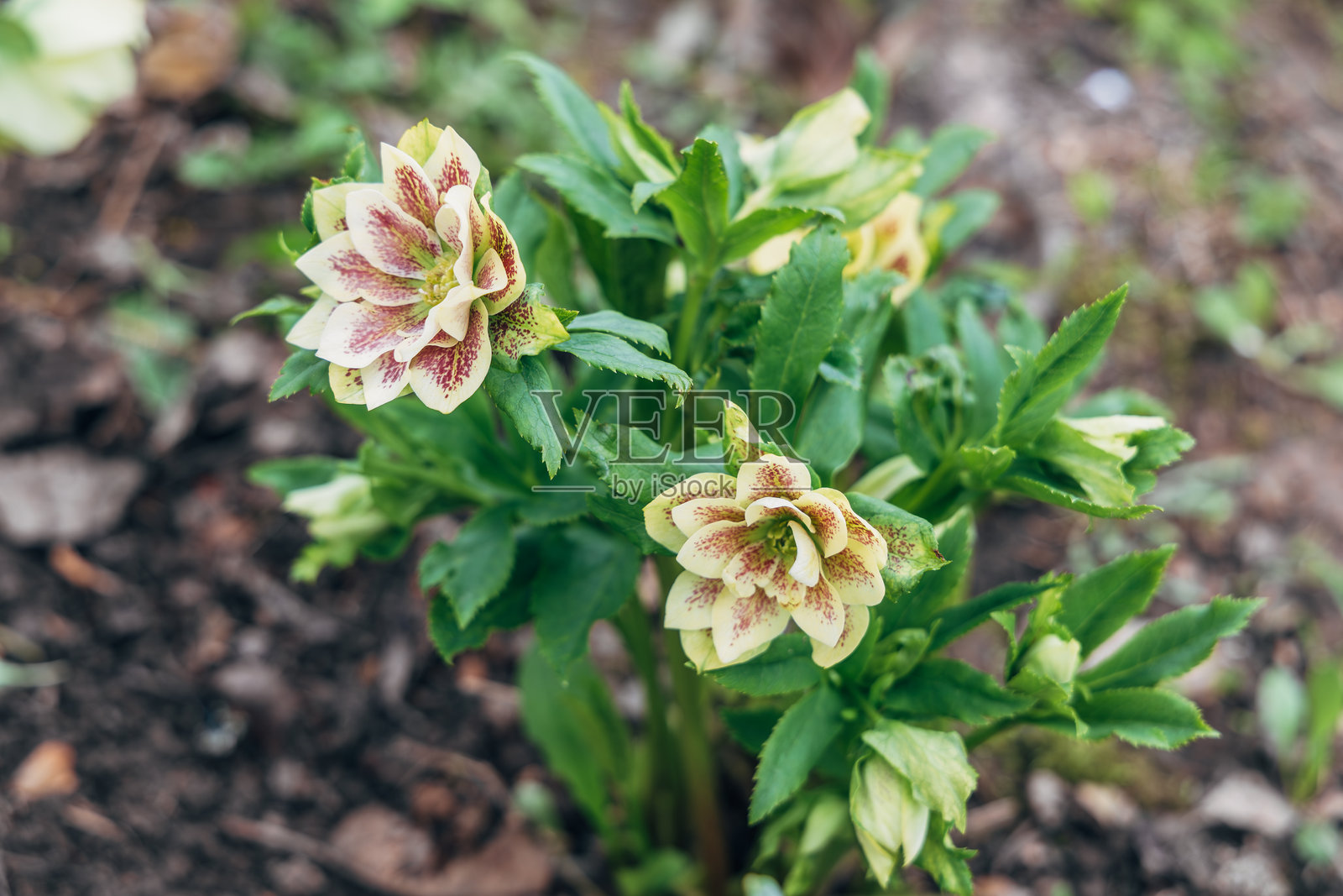 近距离拍摄的淡黄色有栗色斑点的黑心玫瑰花，亦称为复活节玫瑰。照片摄影图片