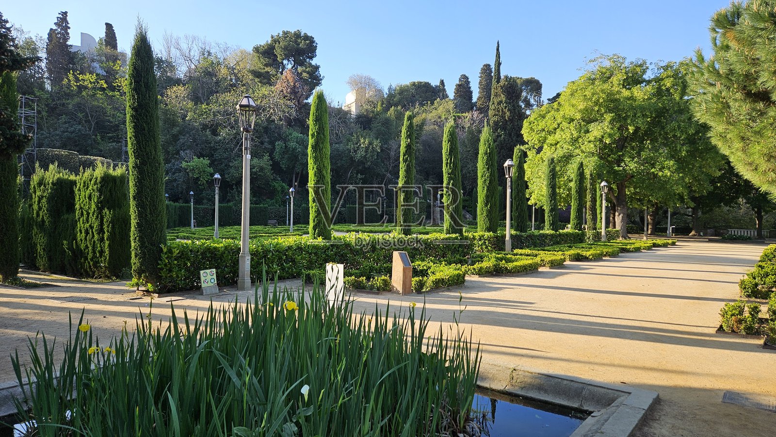 晨间花园散步照片摄影图片