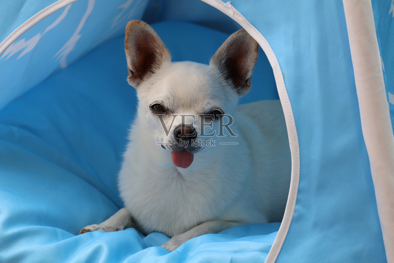 可爱的吉娃娃奇科在帐篷里休息时伸出舌头照片摄影图片