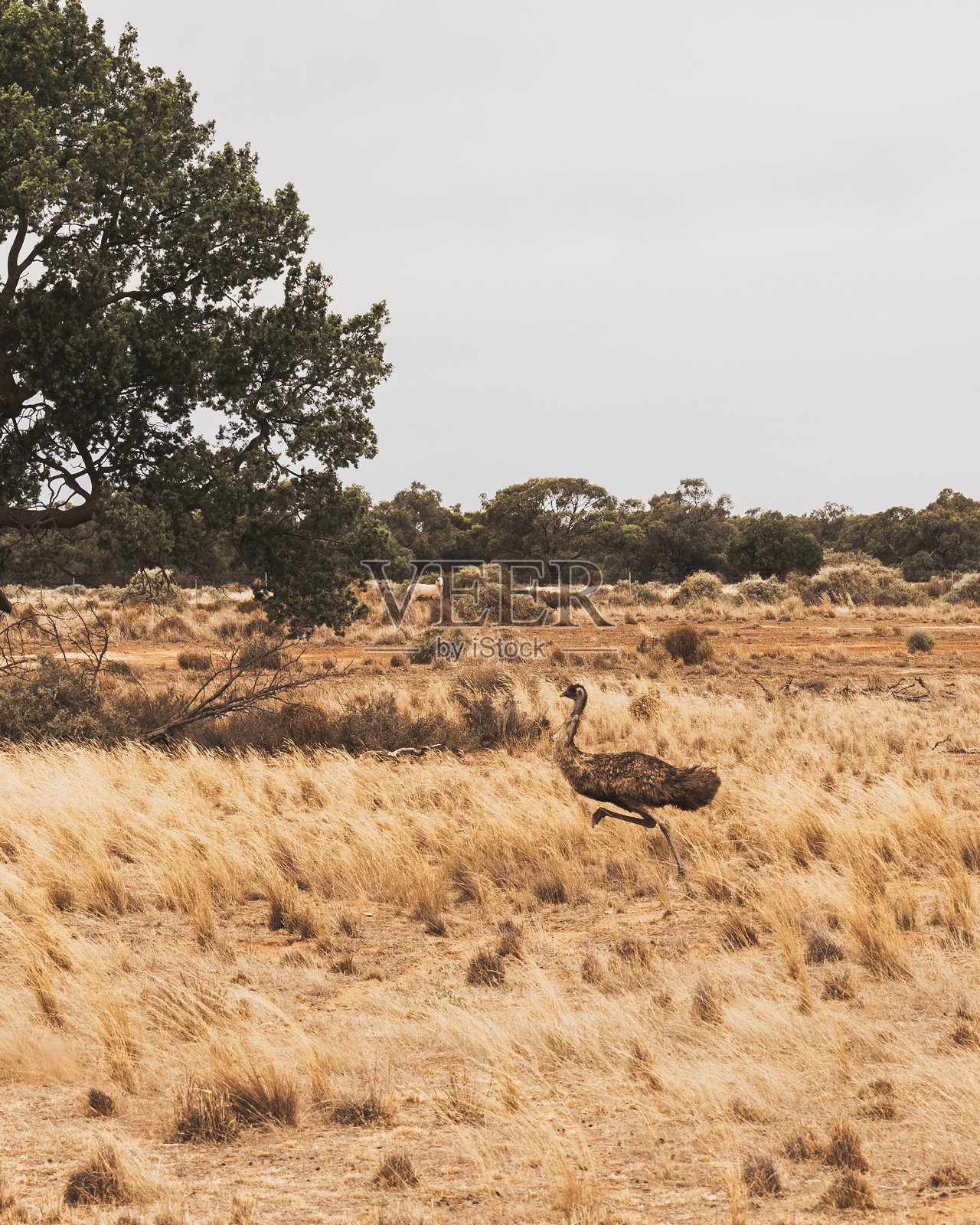 鸸鹋照片摄影图片