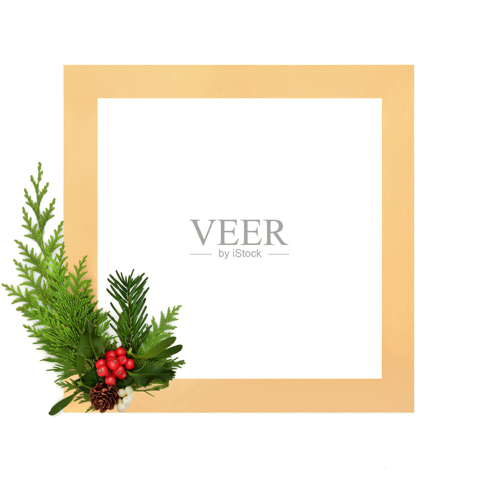 圣诞冬季冬青与金色花卉背景边框照片摄影图片