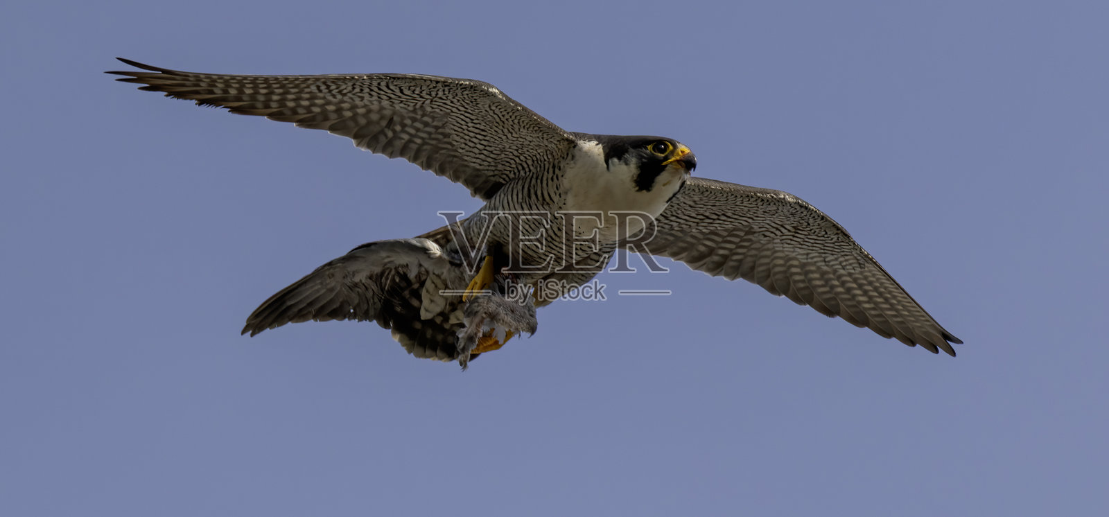 游隼照片摄影图片