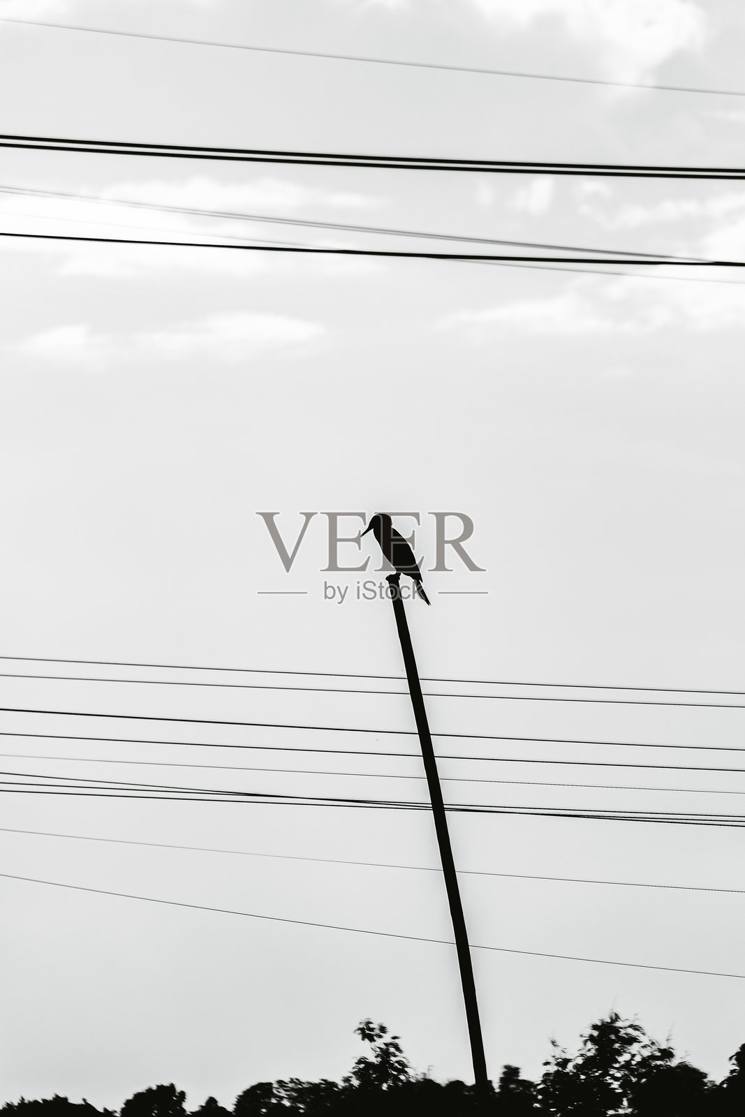 田野中的鸟照片摄影图片