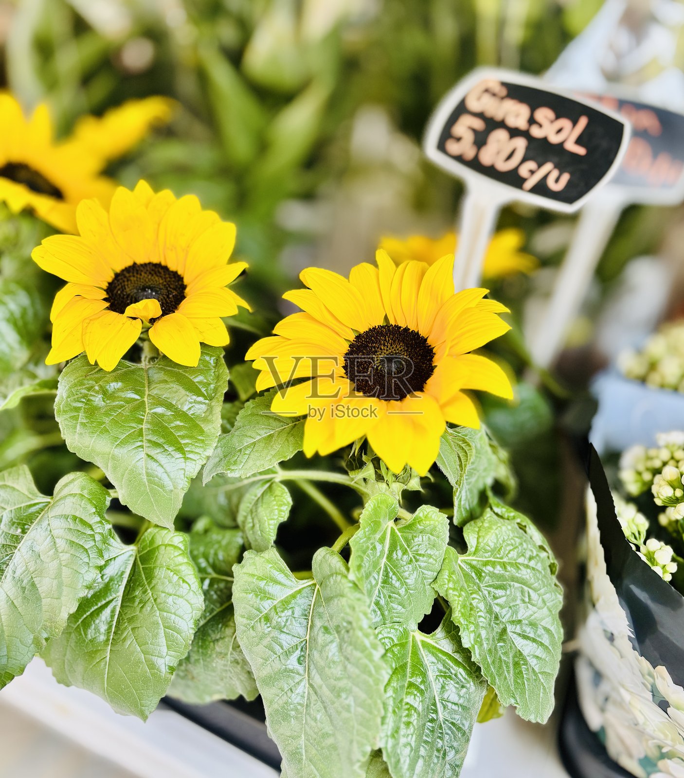 向日葵出售。照片摄影图片