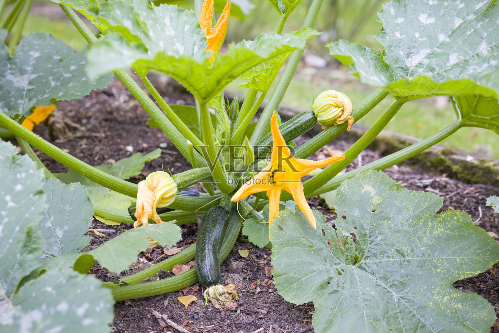 英国花园中生长的绿色西葫芦植物及其花朵照片摄影图片
