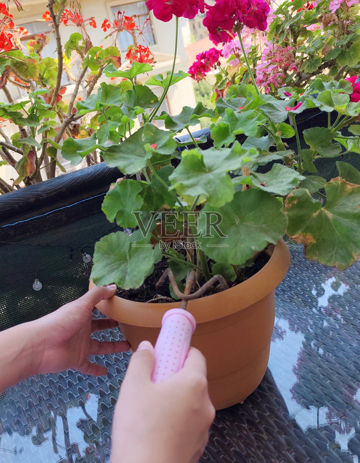 年轻女孩在阳台上照顾盆栽花朵照片摄影图片