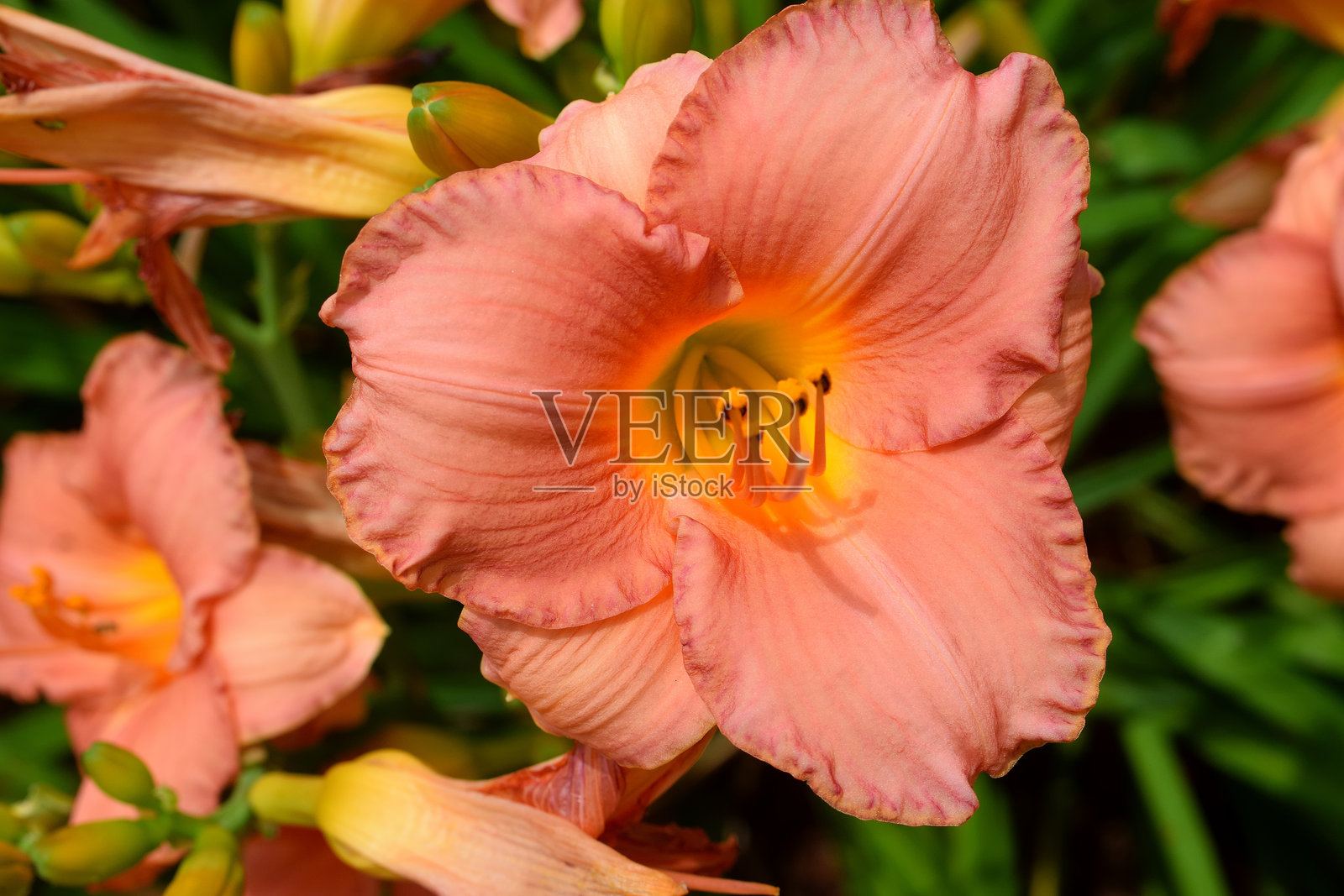 鲜艳色彩的萱草花照片摄影图片