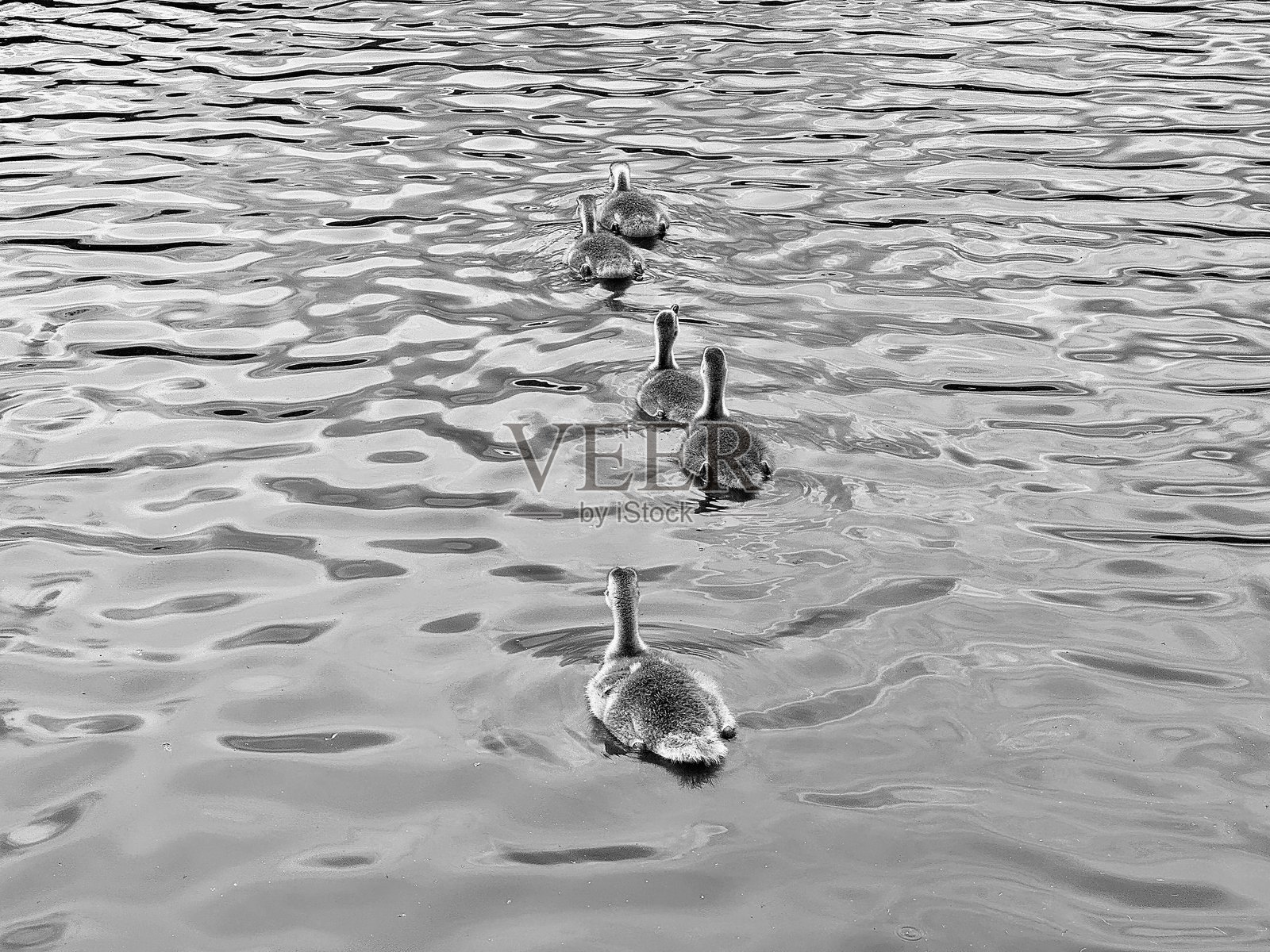 四只小鸭子在湖上游泳照片摄影图片