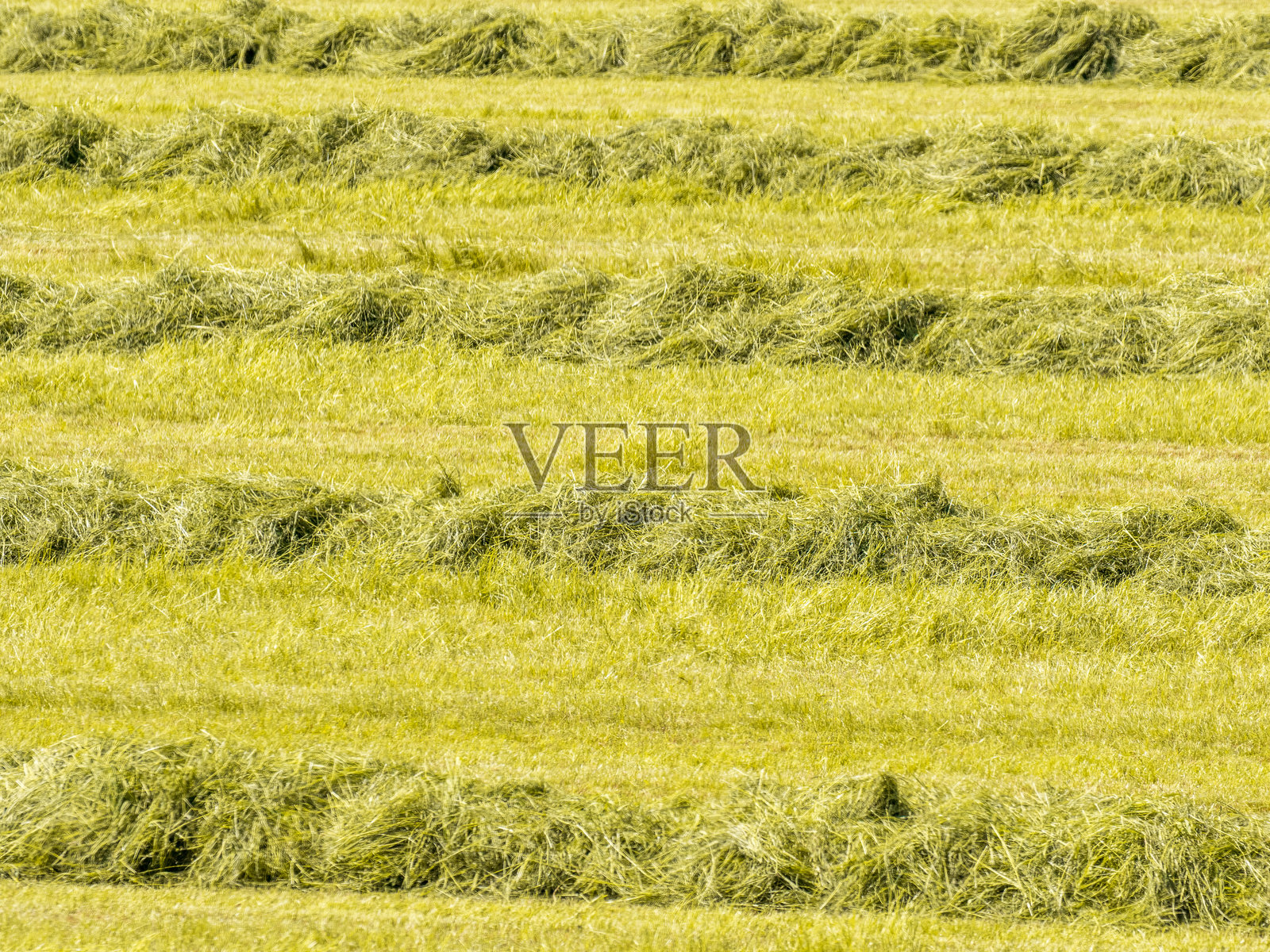 田野上的干草照片摄影图片