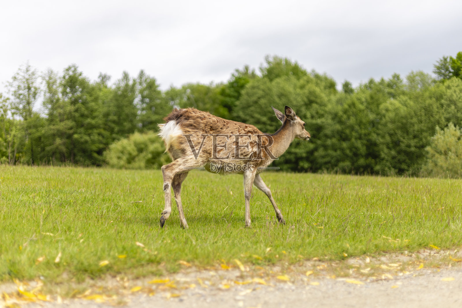 一只年轻的鹿优雅地穿过树木环绕的草地，天空阴云密布。柔和的光线突显了它细腻的特征和毛发。照片摄影图片