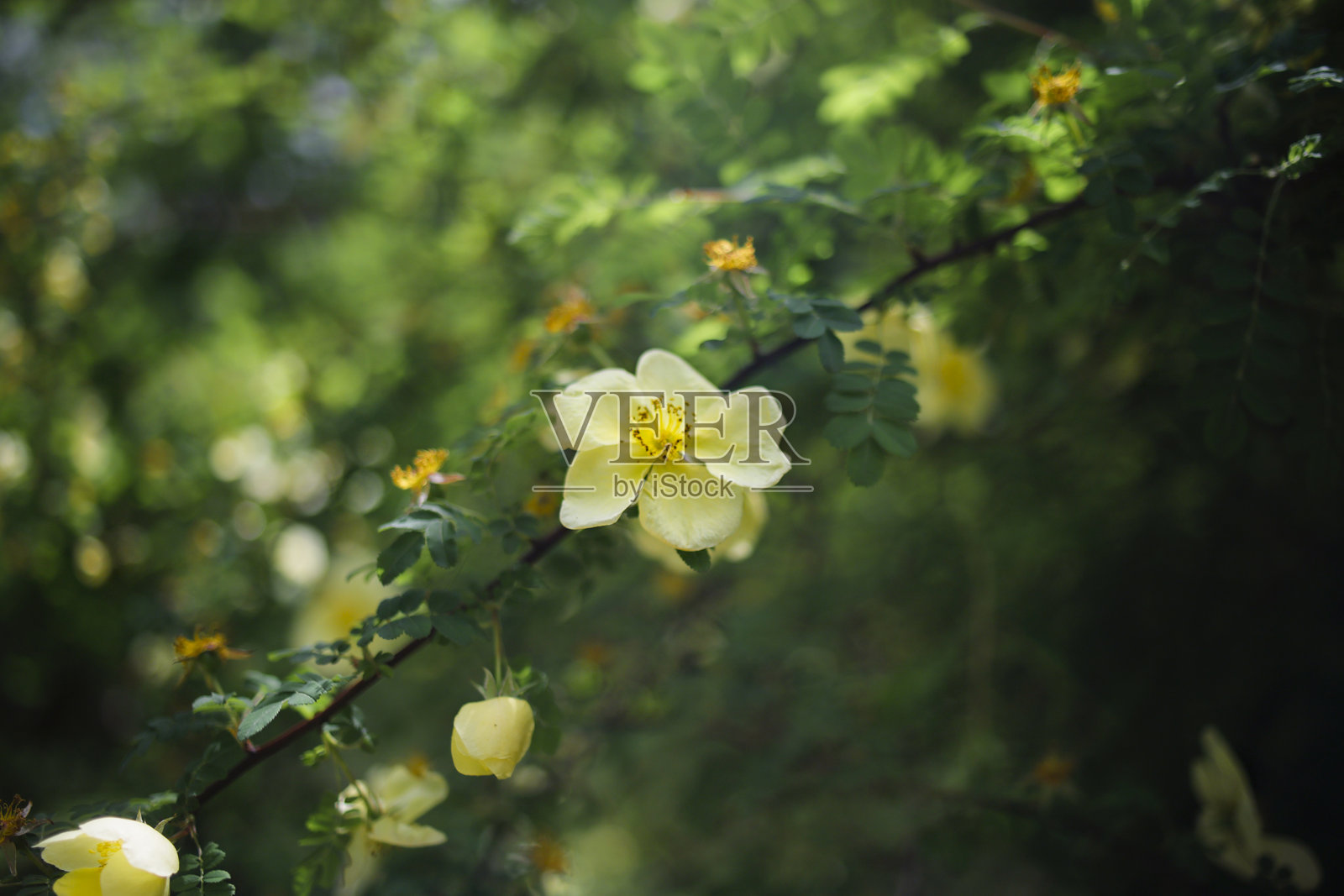 春天花园里温暖阳光下的黄色玫瑰果花照片摄影图片