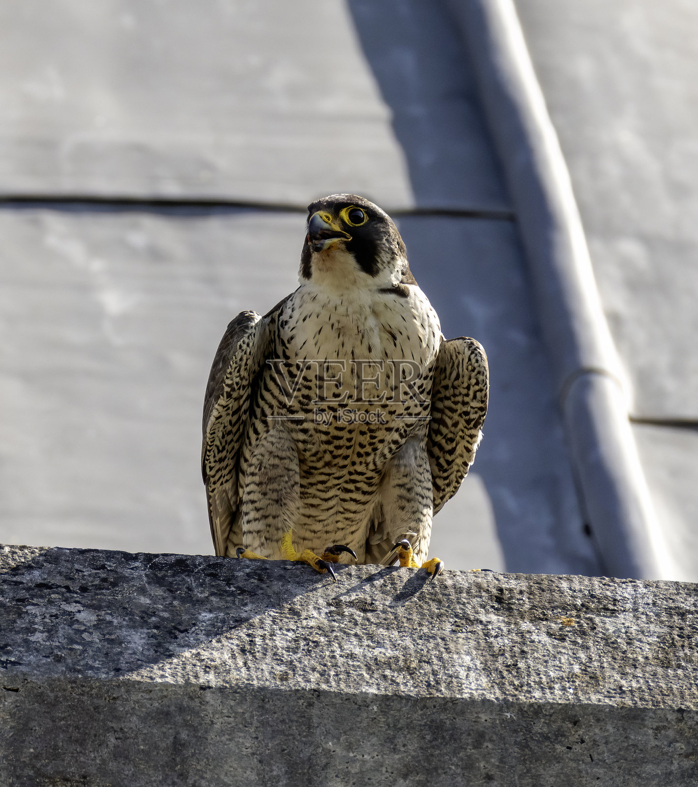 游隼照片摄影图片