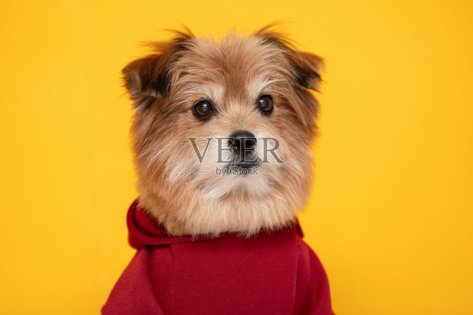 可爱的狗狗穿着红色连帽衫，背景是鲜艳的黄色，显得好奇而警觉。明亮的色彩和狗狗蓬松的毛发营造出愉快而活泼的氛围。照片摄影图片
