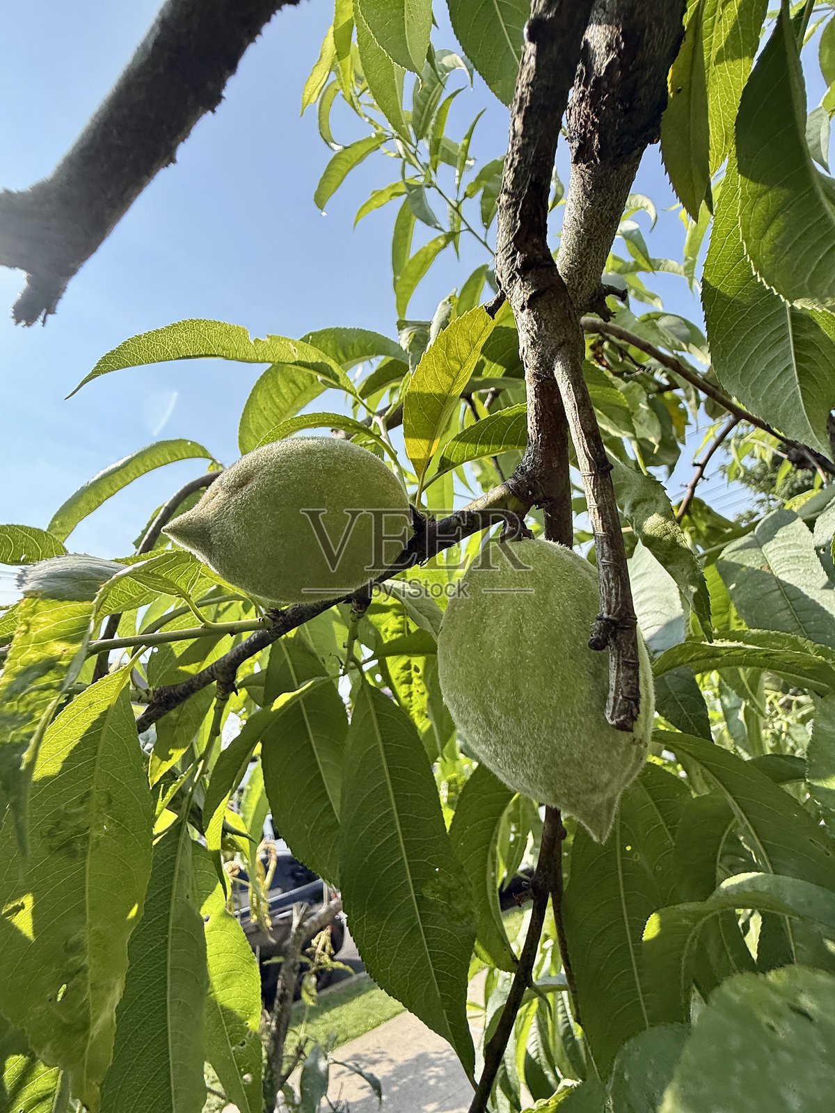 后院收获：新鲜自家花园照片摄影图片