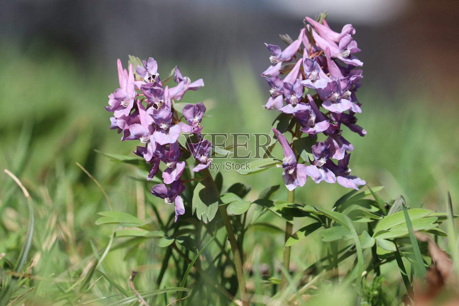 紫花烟草（Corydalis solida）。春季花园中的开花植物照片摄影图片