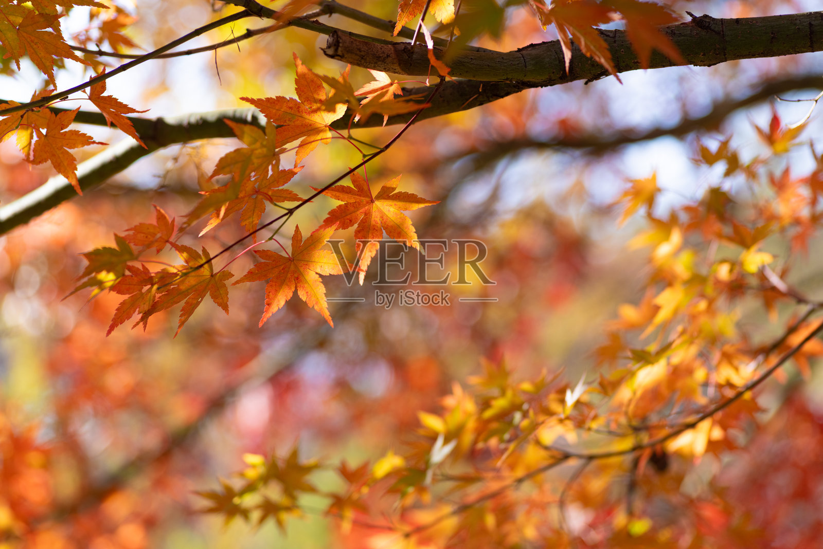 黄色枫树照片摄影图片