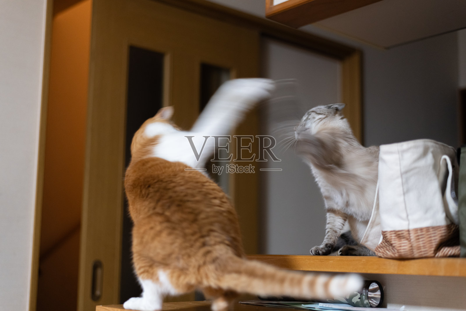 两只猫互相瞪着对方照片摄影图片