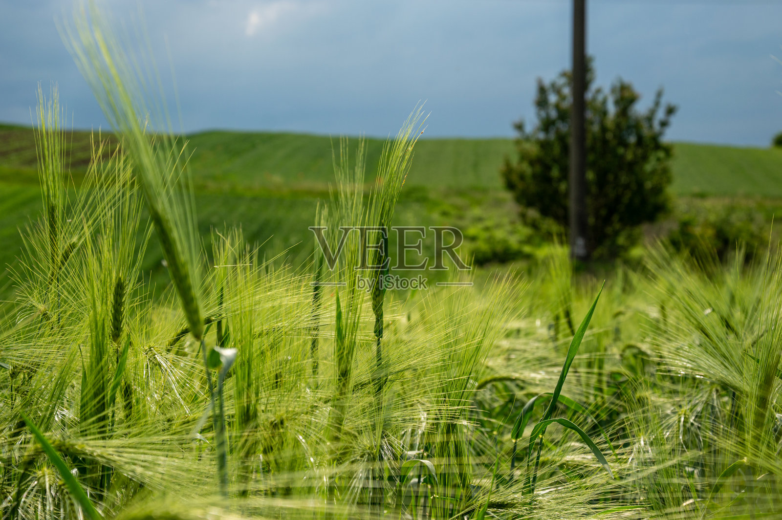 麦穗在微风中摇曳，四周是起伏的山丘和阴郁的天空，营造出宁静的乡村氛围。照片摄影图片