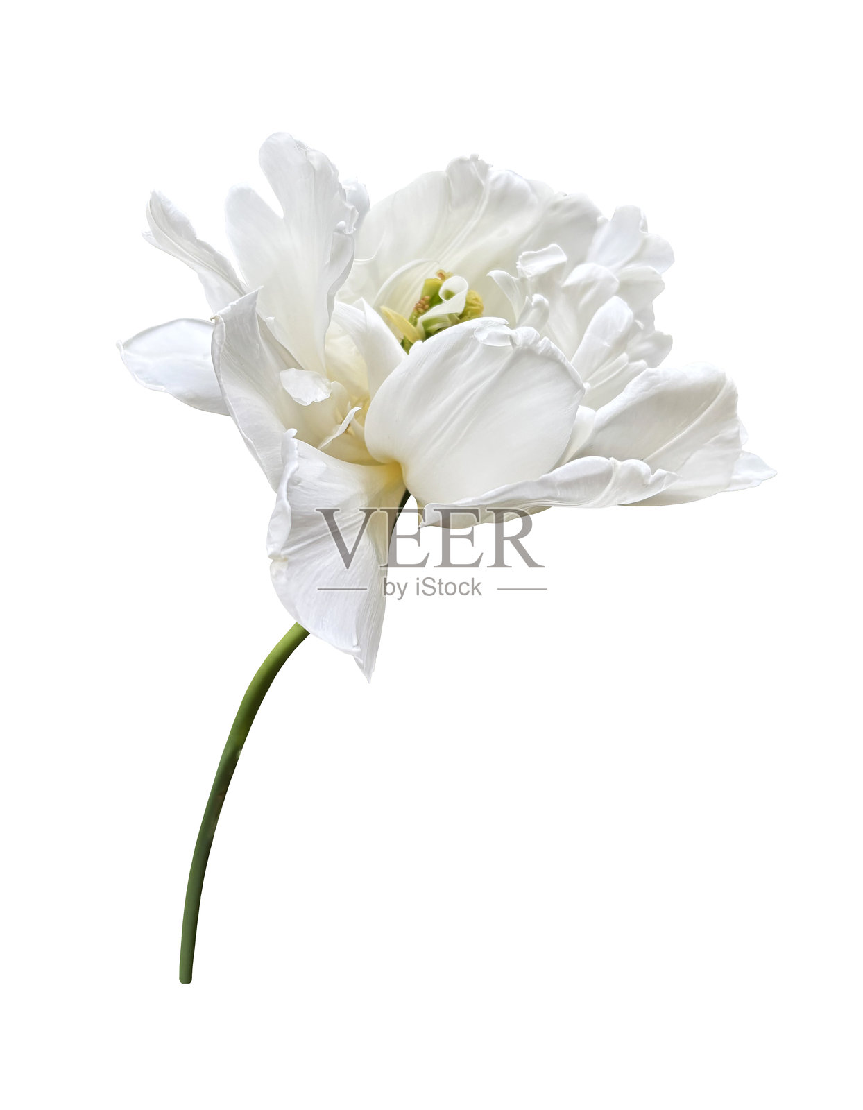 白色牡丹郁金香，春季花园中的第一朵花，剪切路径孤立的物体，具有多层花瓣的美丽单一春季植物，设计装饰的花卉元素照片摄影图片