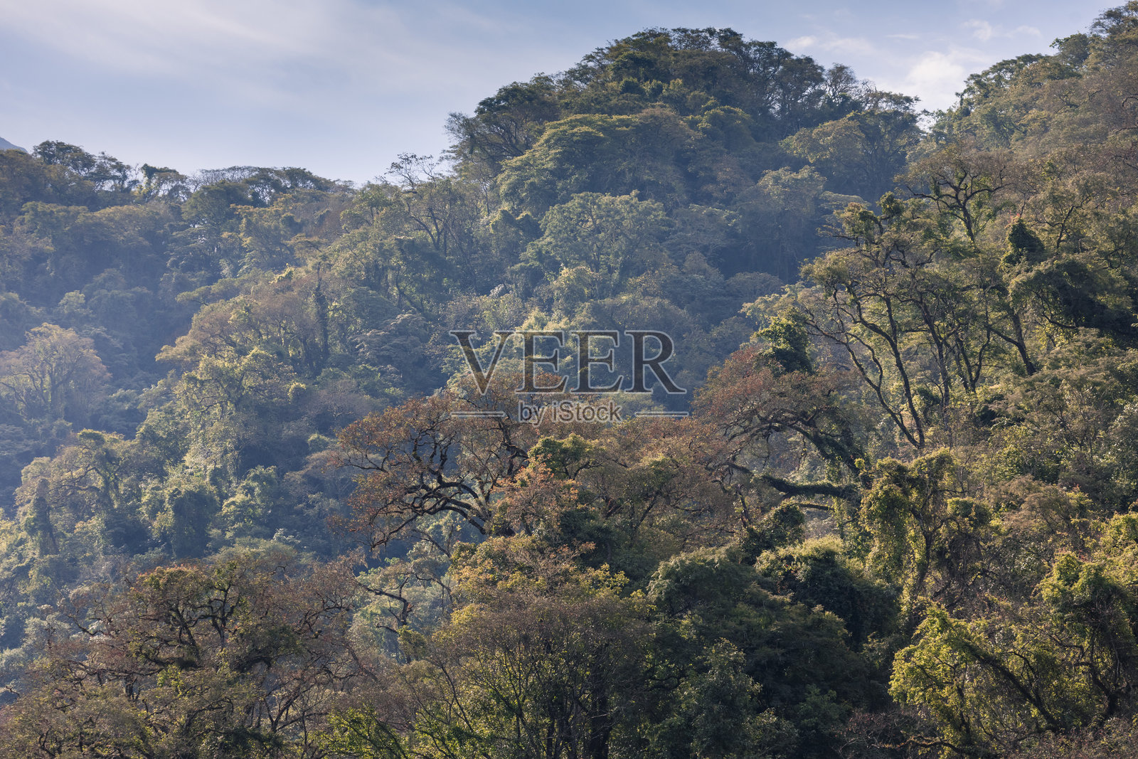 阿根廷胡胡伊省卡利莱瓜国家公园的森林中的树木。照片摄影图片