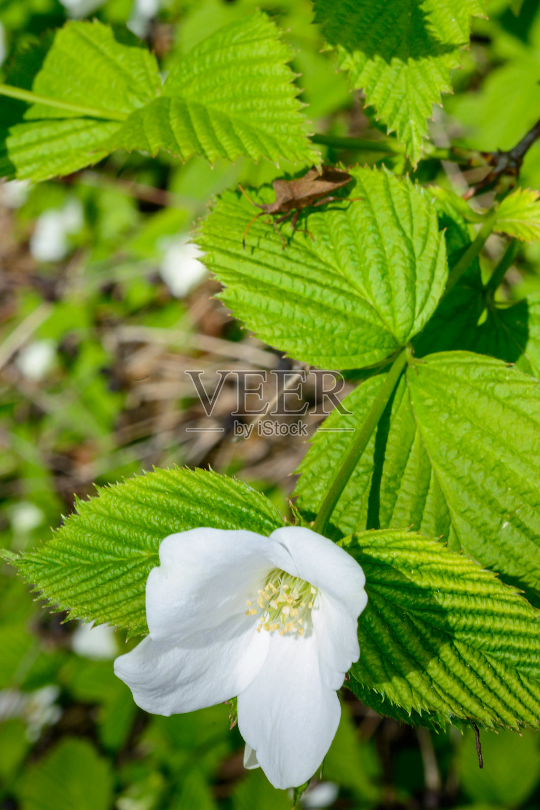 白色花朵特写，生长在带有波浪状绿色叶子的枝条上照片摄影图片
