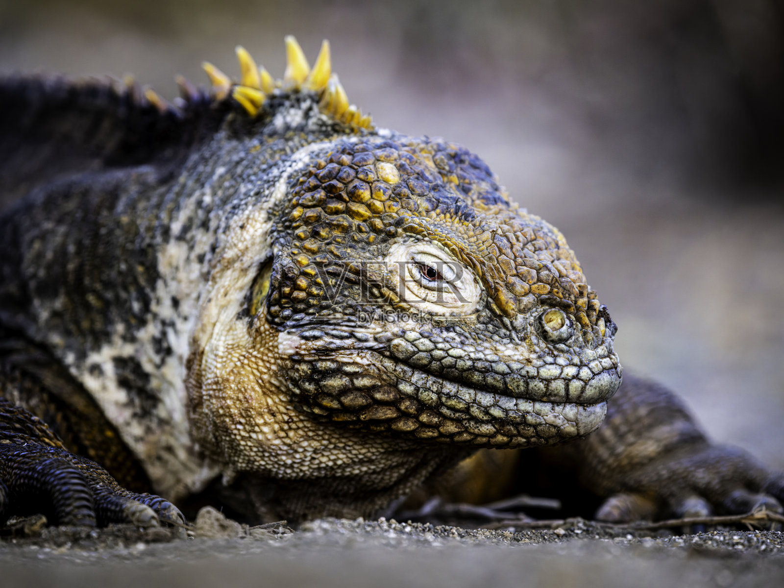 陆地鬣蜥照片摄影图片