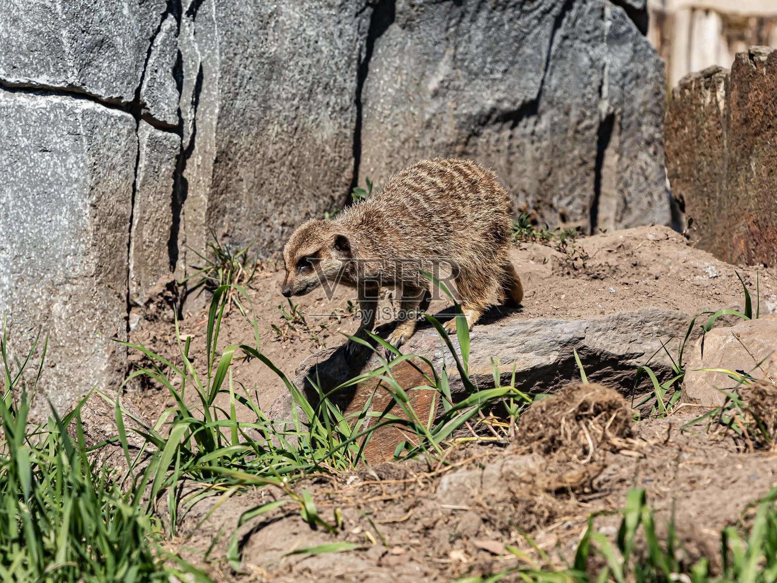 岩石上的狐獴。照片摄影图片