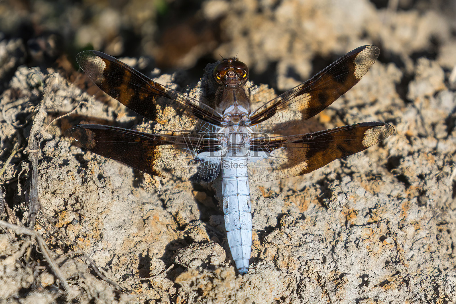 常见白尾蜻蜓成年雄性栖息在池塘旁。美国加利福尼亚州圣克拉拉县约瑟夫·D·格兰特县公园。照片摄影图片