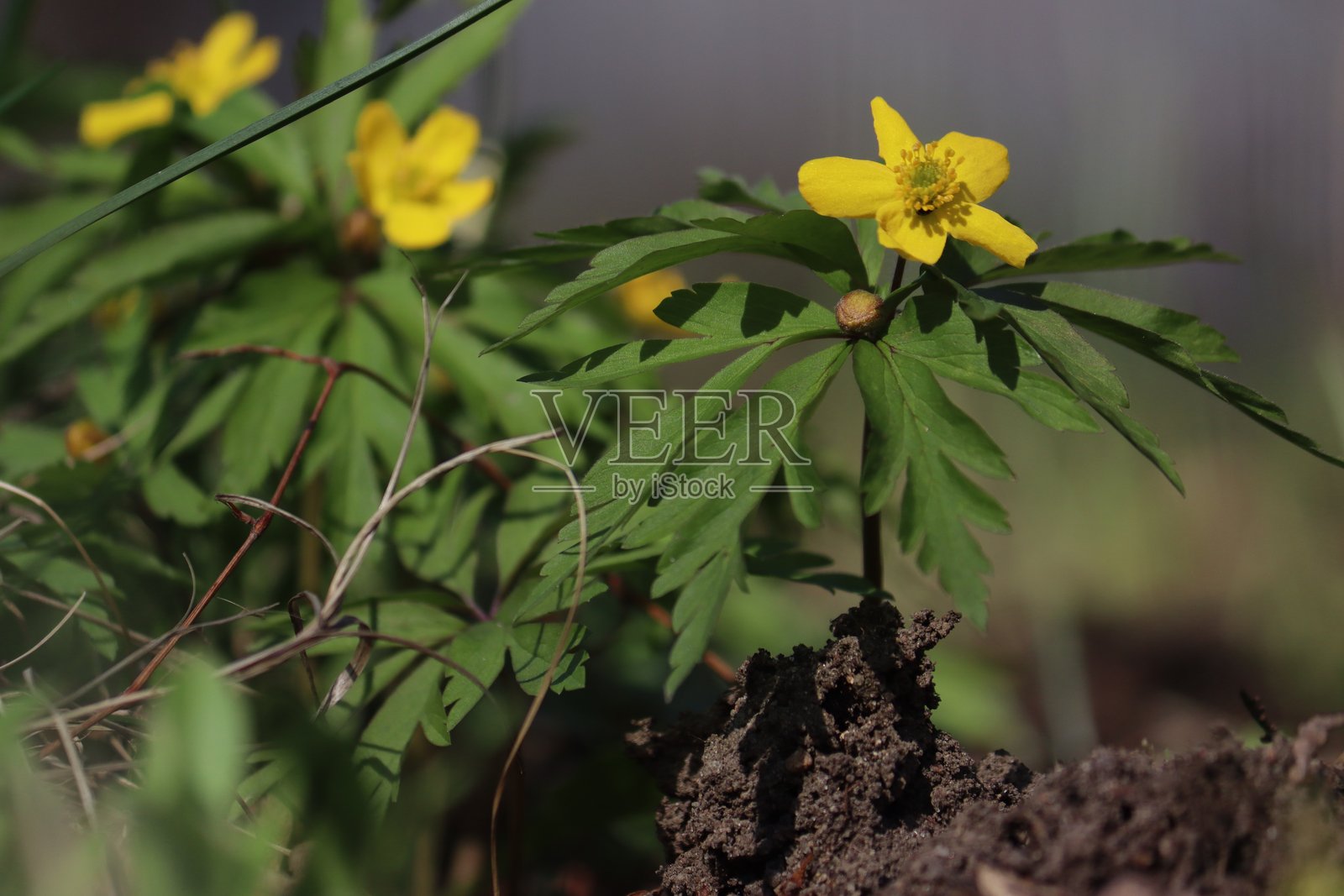 春季花园中的开花黄木银莲花（Anemone ranunculoides）植物照片摄影图片