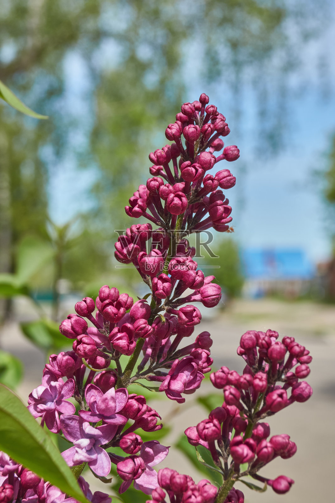 紫丁香花蕾绽放出花序。照片摄影图片