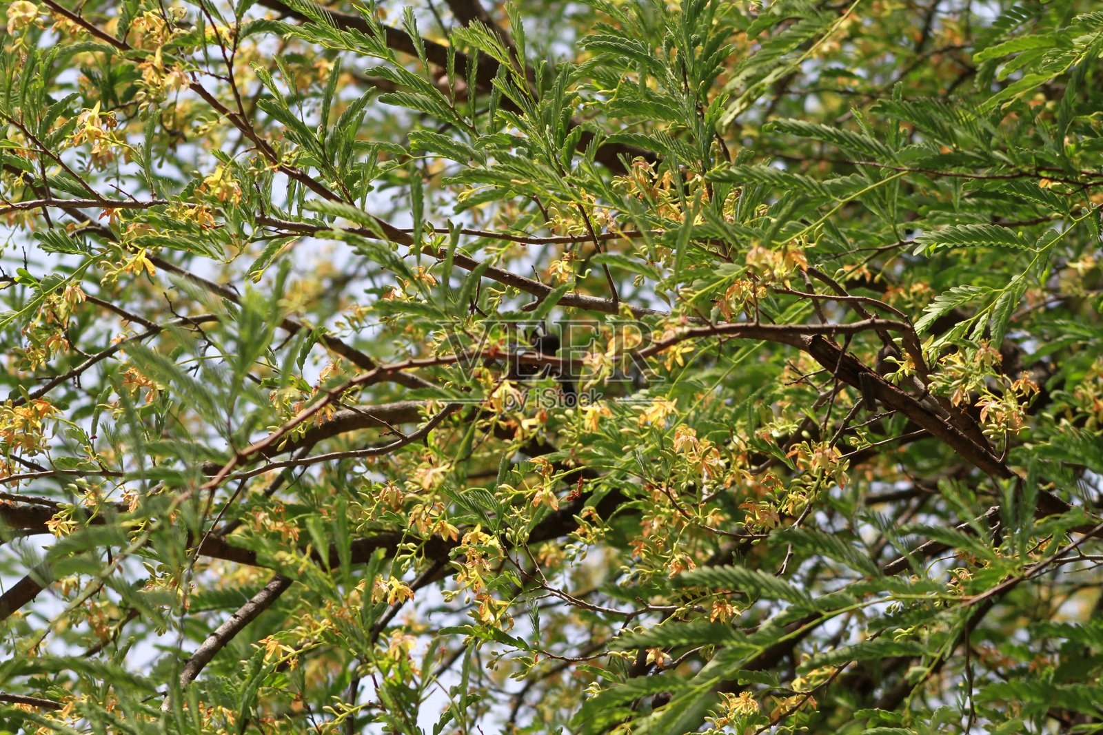 酸角（Imli）的花和果实照片摄影图片