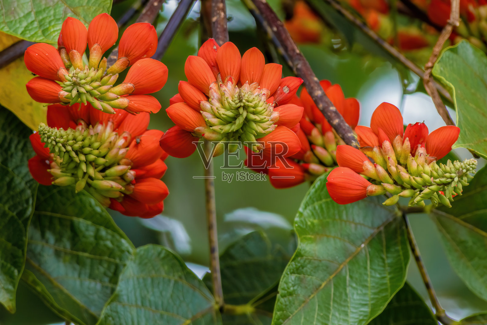 巴苏尔花悬挂在树上照片摄影图片