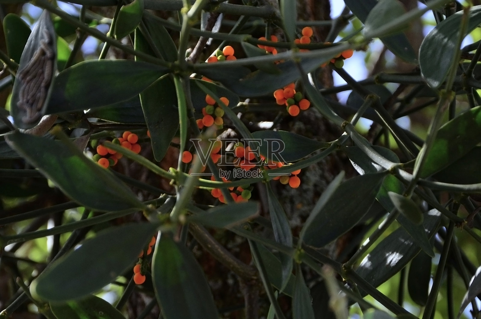 在树叶间是槲寄生草（Santalacea sp.）的橙色果实。照片摄影图片