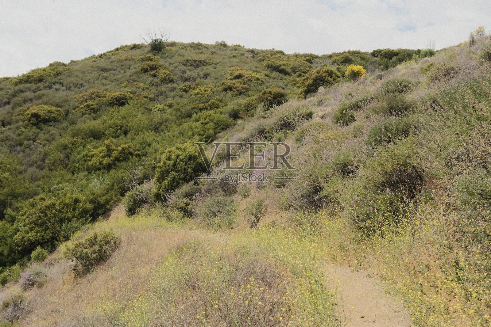 南加州的山谷，黄野花与远处的海岸雾气相映成趣照片摄影图片