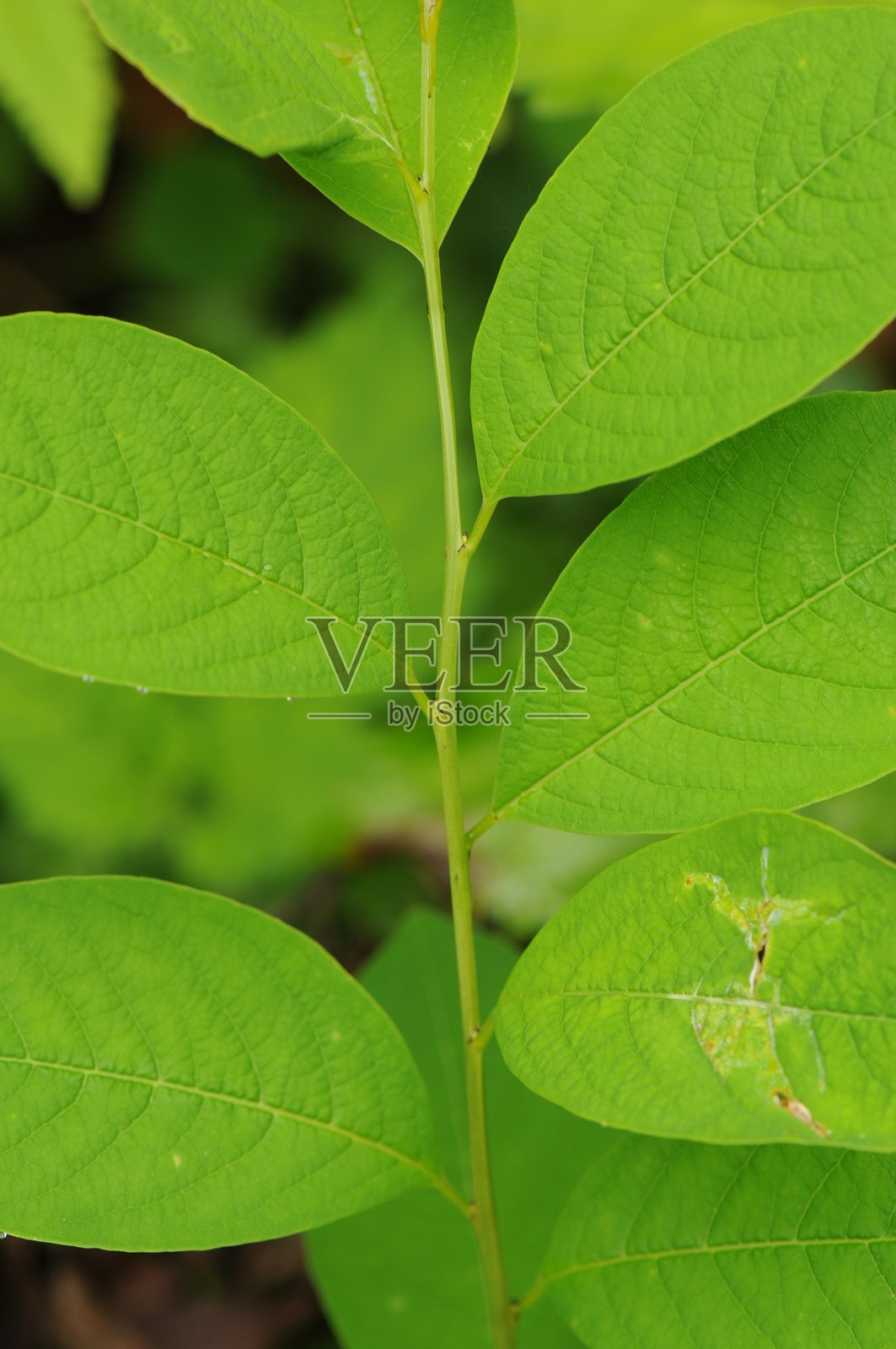 韩国的白花雀舌草特写摄影照片摄影图片