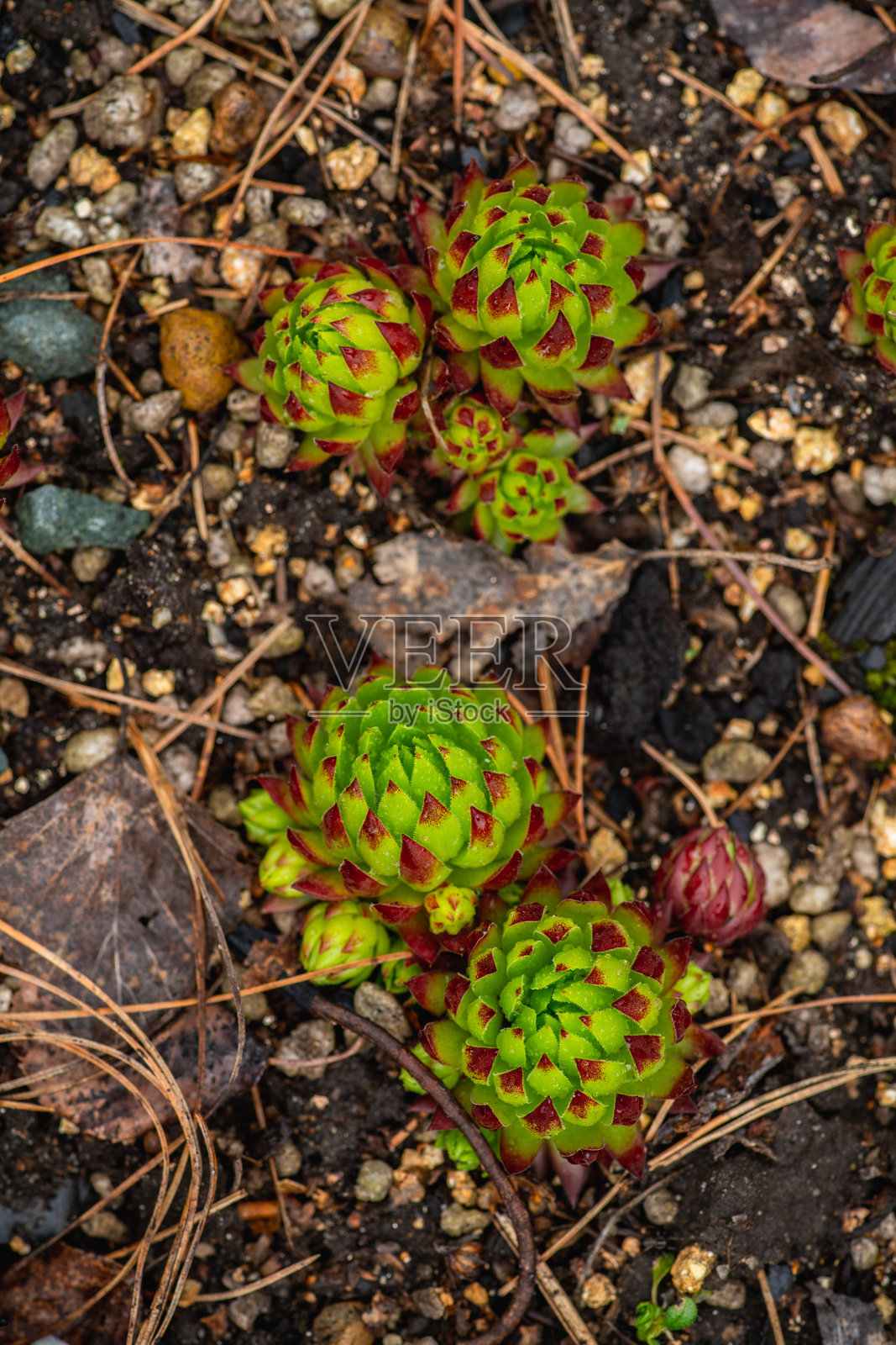 花园中绿色多汁的户外多肉植物（Sempervivum globiferum）。照片摄影图片