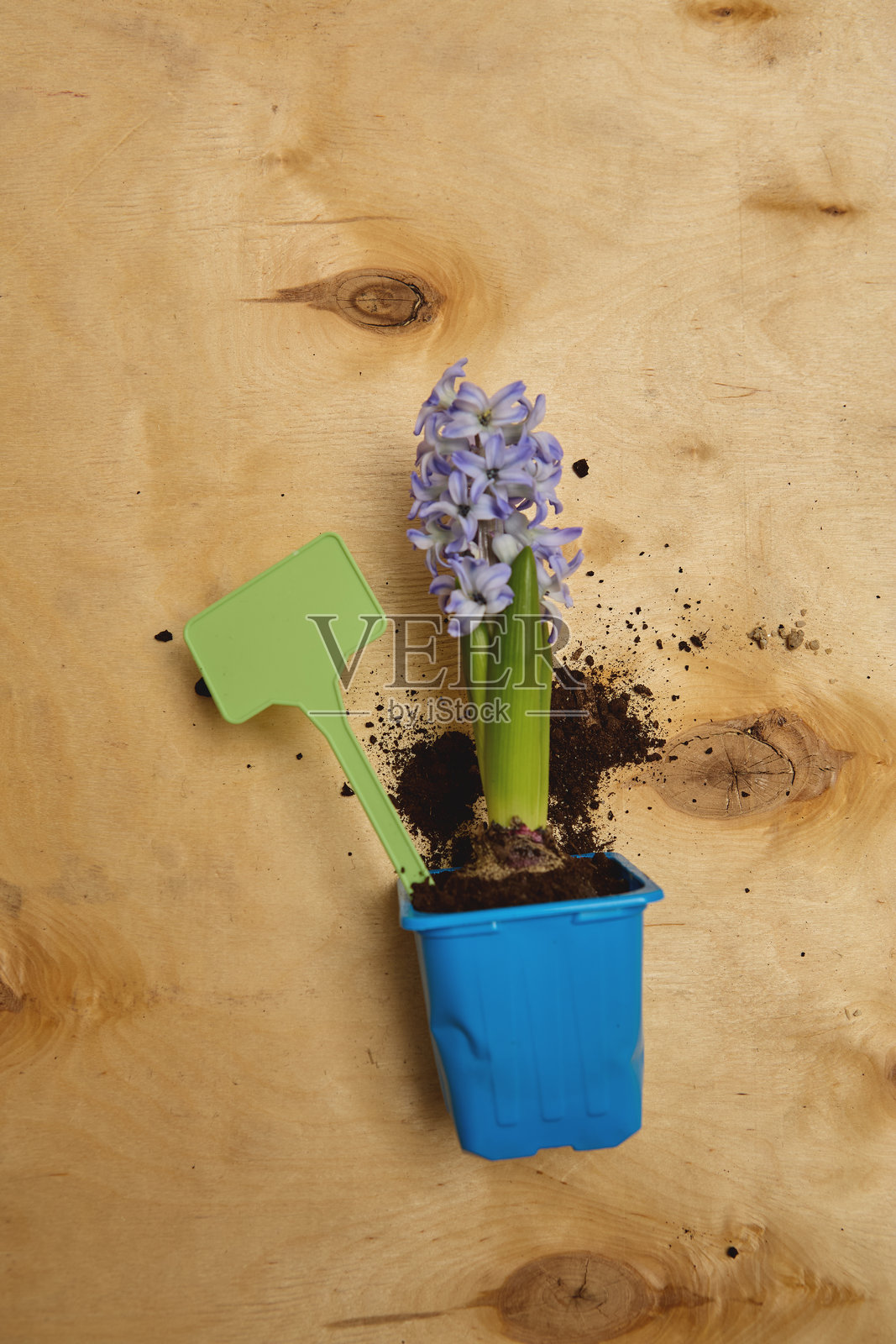花盆里种着紫色风信子，旁边是园艺工具，放在木质表面上，正进行种植活动照片摄影图片