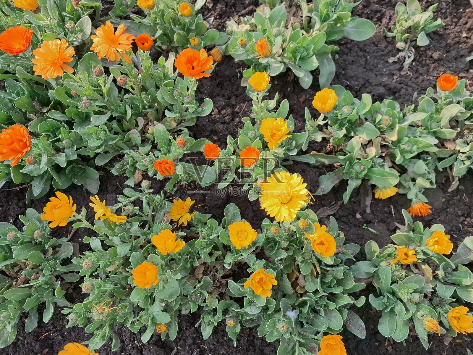 金盏花，玛丽的金子，常见万寿菊，盆栽万寿菊，苏格兰万寿菊，红花，金盏花，花，植物照片摄影图片