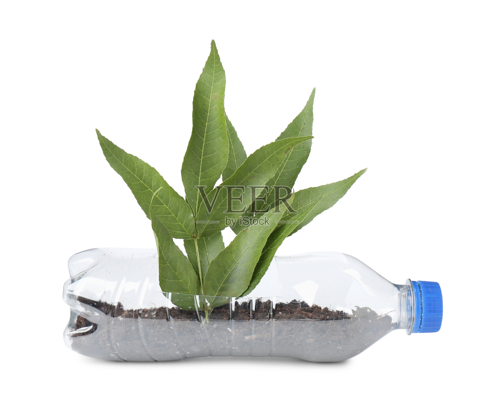 回收概念。白色背景下的塑料瓶与植物隔离。照片摄影图片