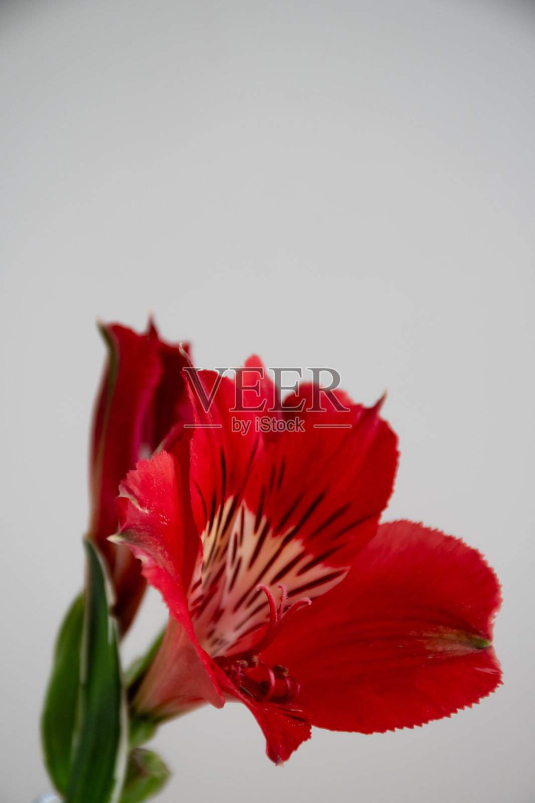 白色背景上的红色百合花照片摄影图片