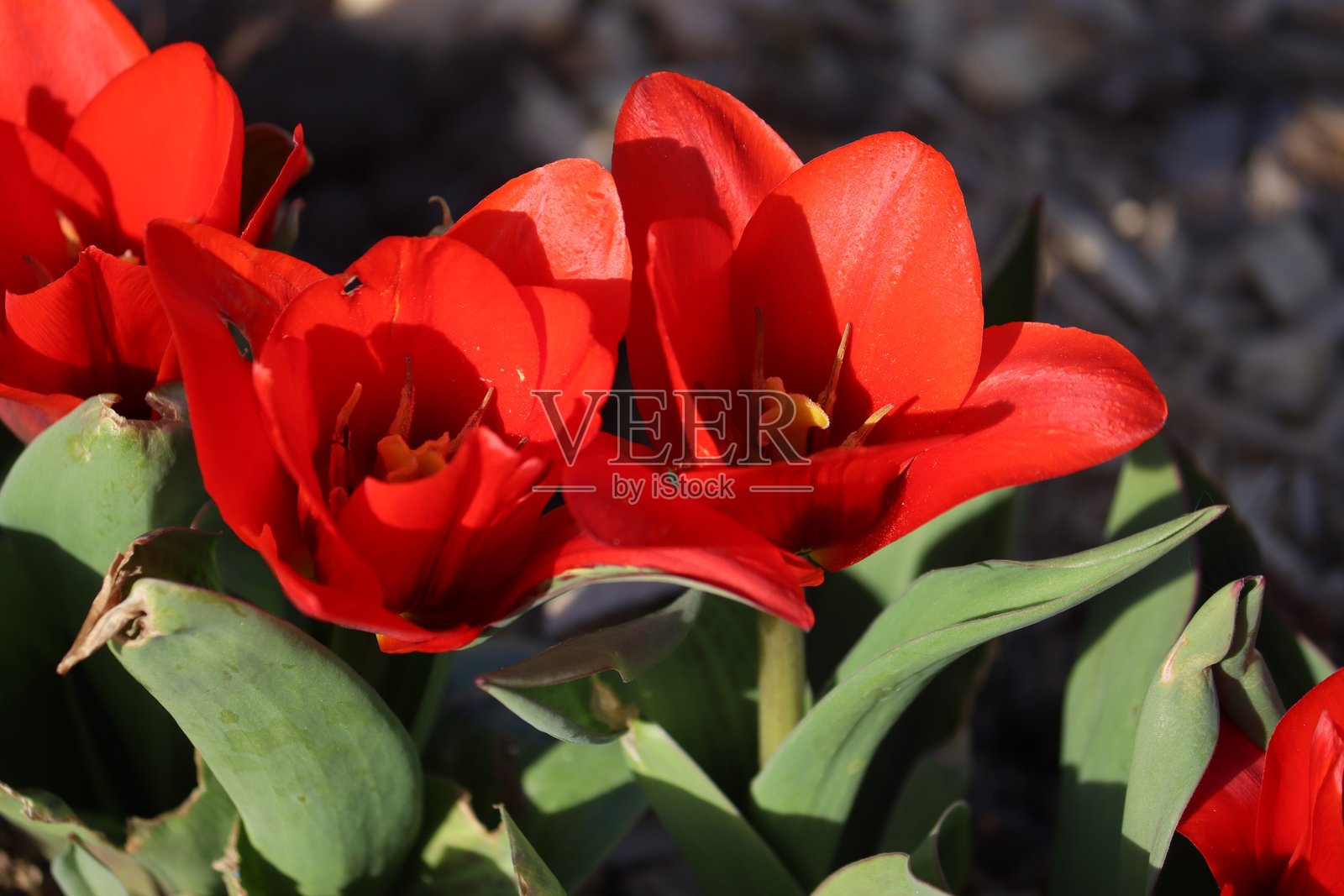 红色考夫曼郁金香（睡莲郁金香或Tulipa kaufmanniana）在春季花园中的花朵照片摄影图片