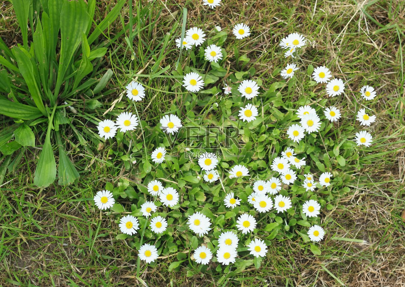 一束野生雏菊，拉丁名：Bellis perennis，平铺在草坪上。照片摄影图片