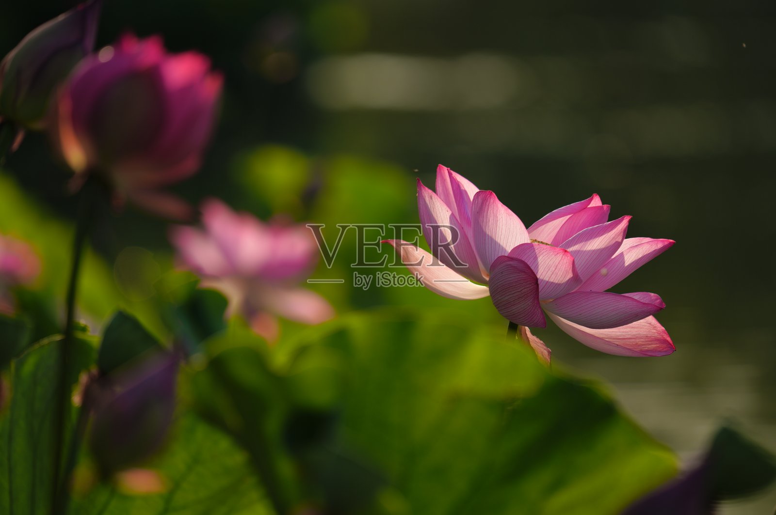 鸭子与莲花照片摄影图片