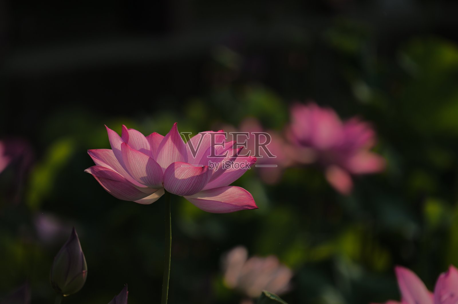 鸭子与莲花照片摄影图片